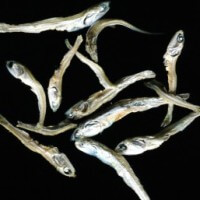 カルシウムたっぷり小魚