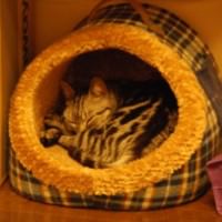 ハウスで寝る猫