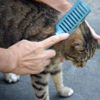 ブラッシングされる猫