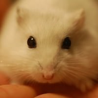 ハムスター