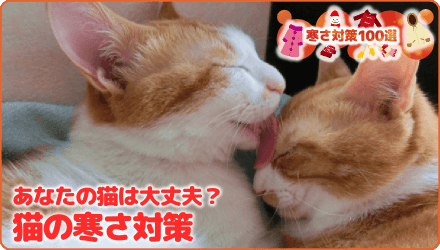 あなたの猫は大丈夫？猫の寒さ対策