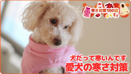 犬だって寒いんです　愛犬の寒さ対策