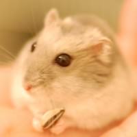 ハムスター