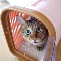 キャリーに入った猫