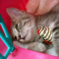 キャリーの中で寛ぐ猫