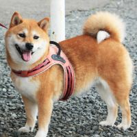 ハーネスと柴犬