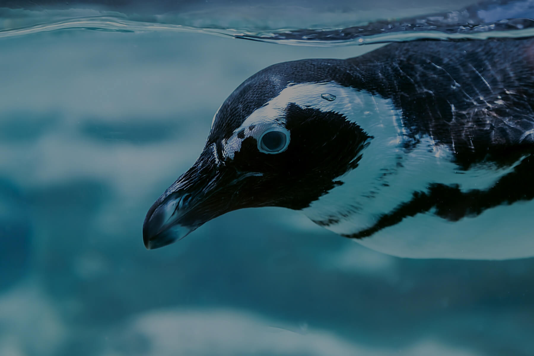 暑さ対策100選 もくじ