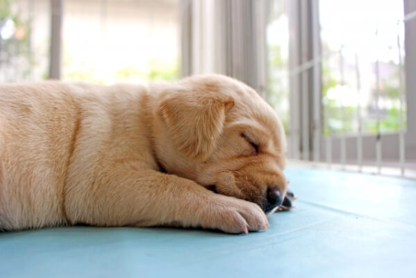 冷却シートの上で寝る犬