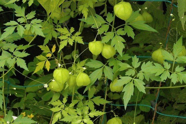 フウセンカズラ