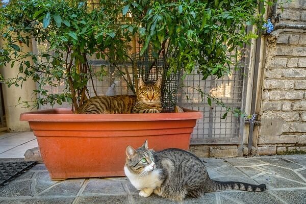 プランターを使ったグリーンカーテンとネコ