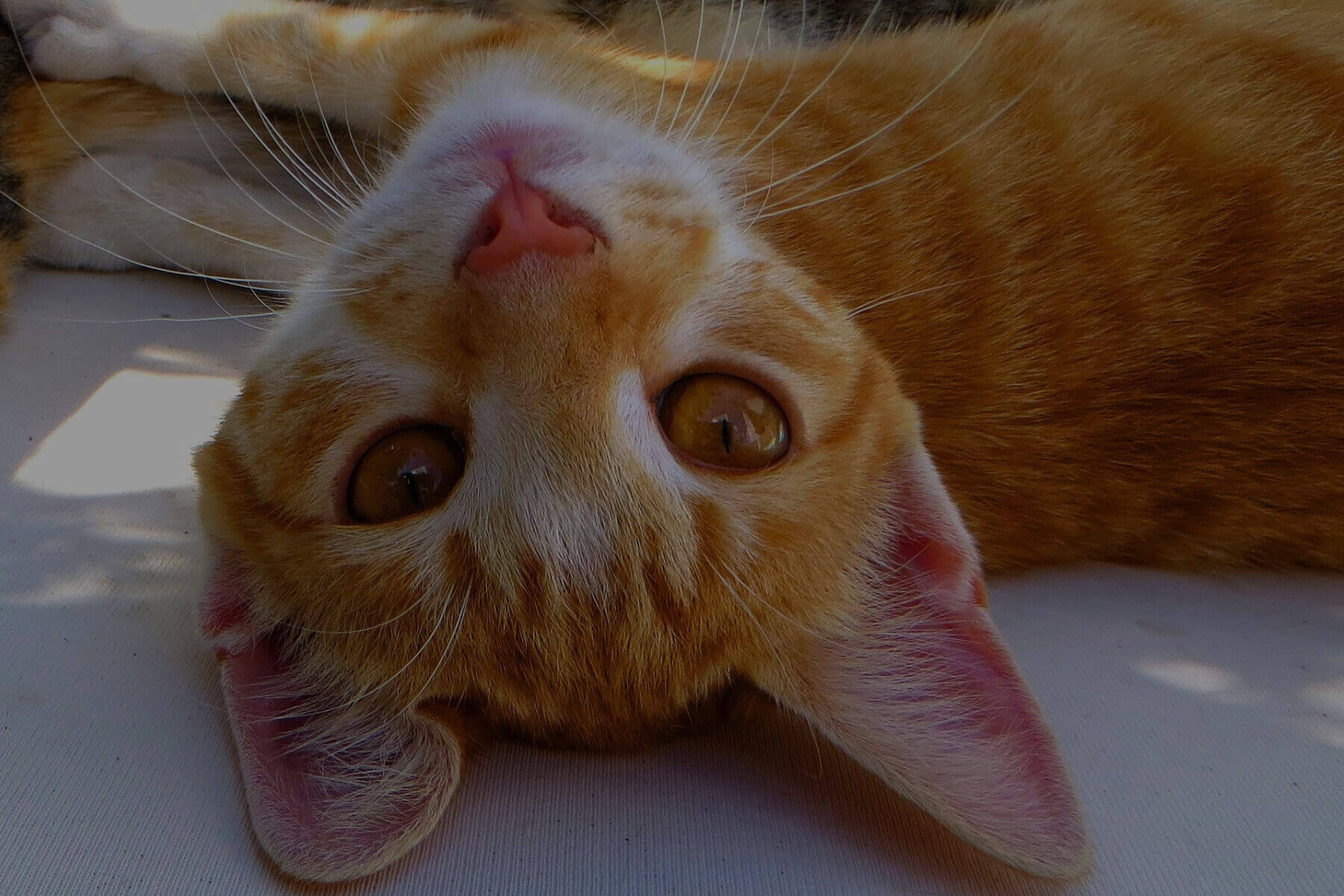 ネコの暑さ対策