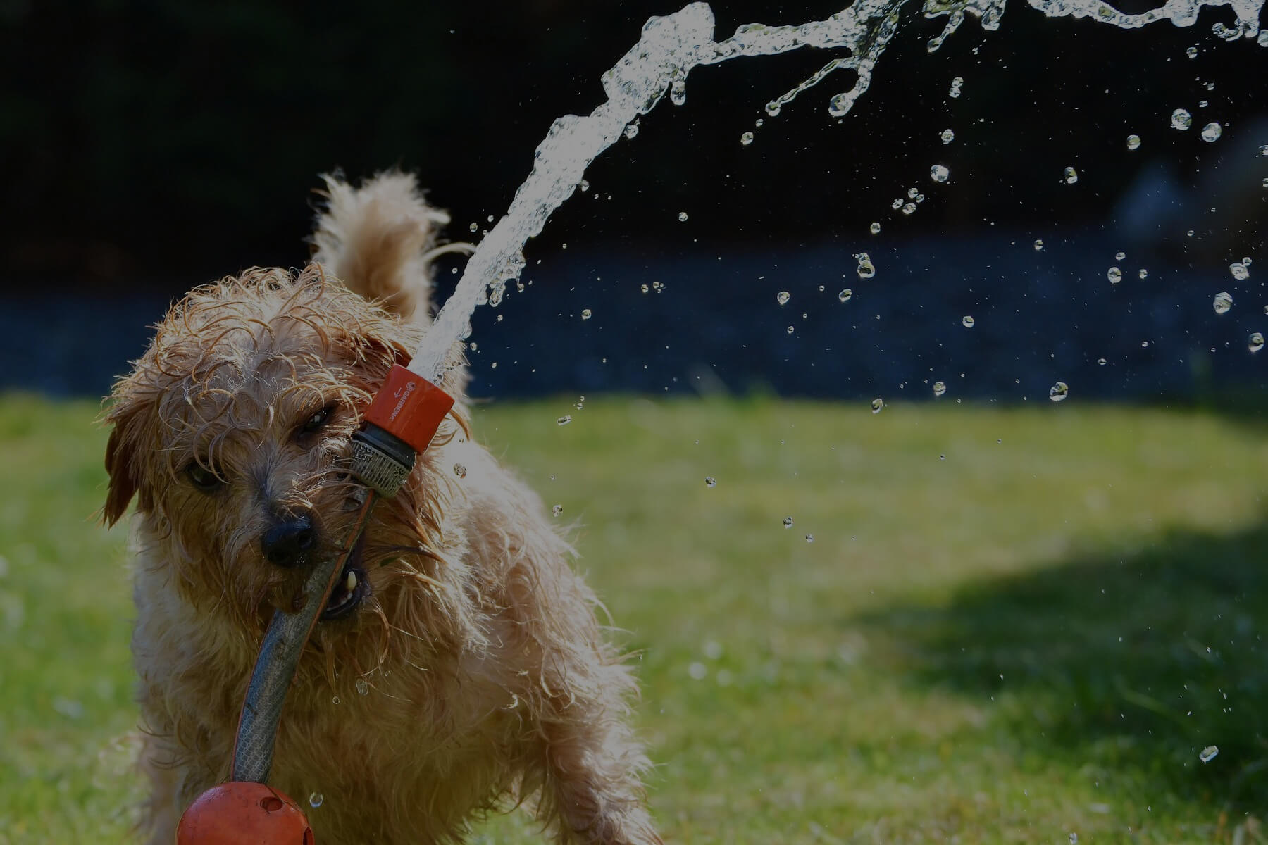 イヌの暑さ対策