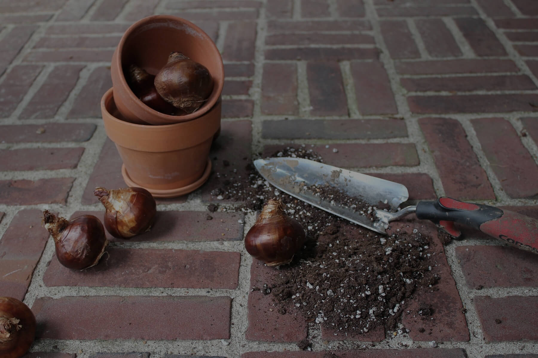 グリーンカーテンを作ろう・実践編その2