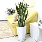 サンスベリアのホワイト陶器鉢 7号