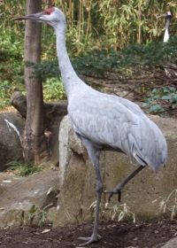 オオカナダヅル