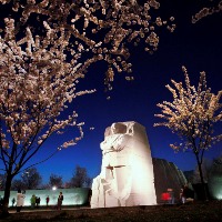ポトマック川の桜