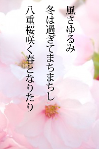 風さゆるみ冬は過ぎてまちまちし　八重桜咲く春となりたり