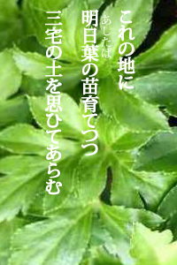 これの地に明日葉の苗育てつつ三宅の土を思ひてあらむ