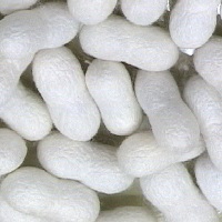 クアラカンサーのマレーカレッジ