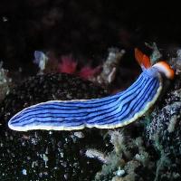 サメジマオトメウミウシ