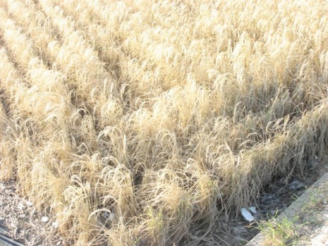 塩害にやられた稲