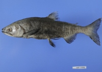 クニマスの標本