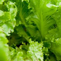 レタス