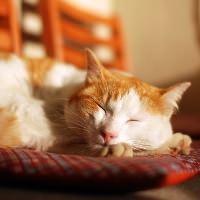 ネコも快眠